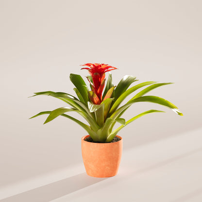Lively Root - Bromeliad Guzmania