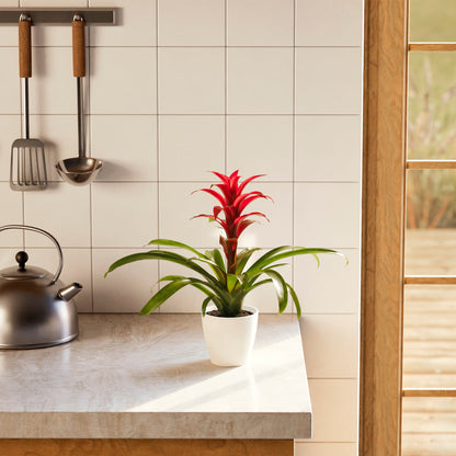 Lively Root - Bromeliad Guzmania
