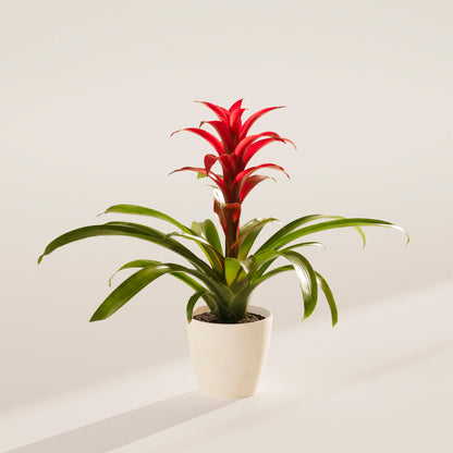 Lively Root - Bromeliad Guzmania
