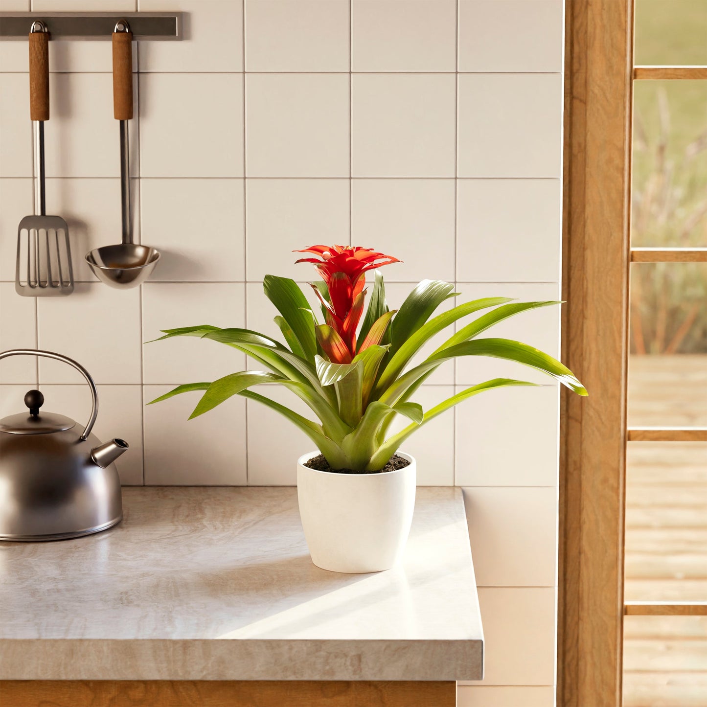 Lively Root - Bromeliad Guzmania