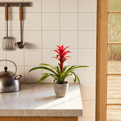 Lively Root - Bromeliad Guzmania