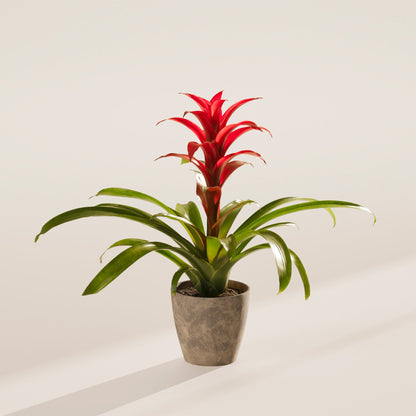 Lively Root - Bromeliad Guzmania