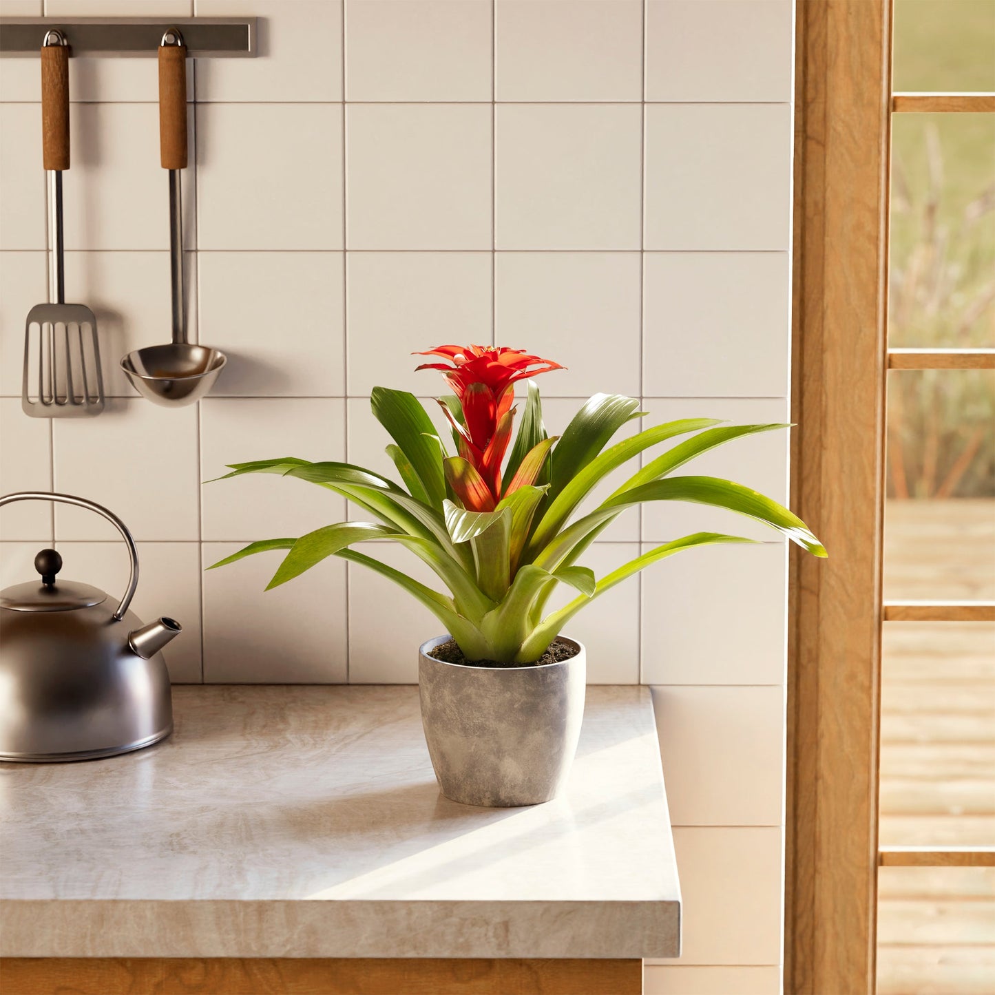 Lively Root - Bromeliad Guzmania