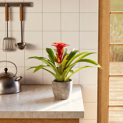 Lively Root - Bromeliad Guzmania