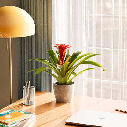 Lively Root - Bromeliad Guzmania