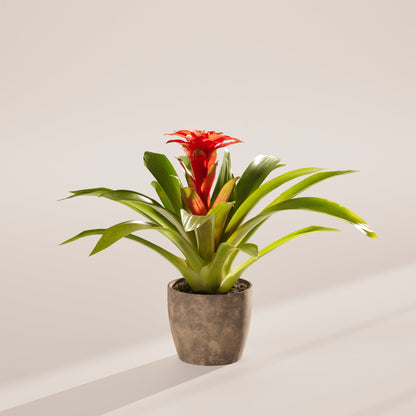 Lively Root - Bromeliad Guzmania