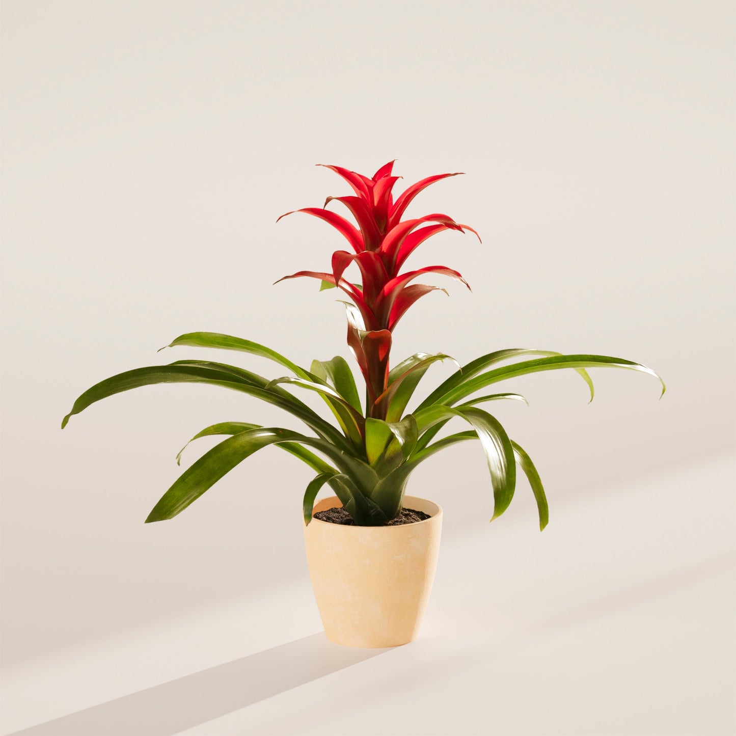 Lively Root - Bromeliad Guzmania
