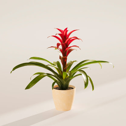 Lively Root - Bromeliad Guzmania