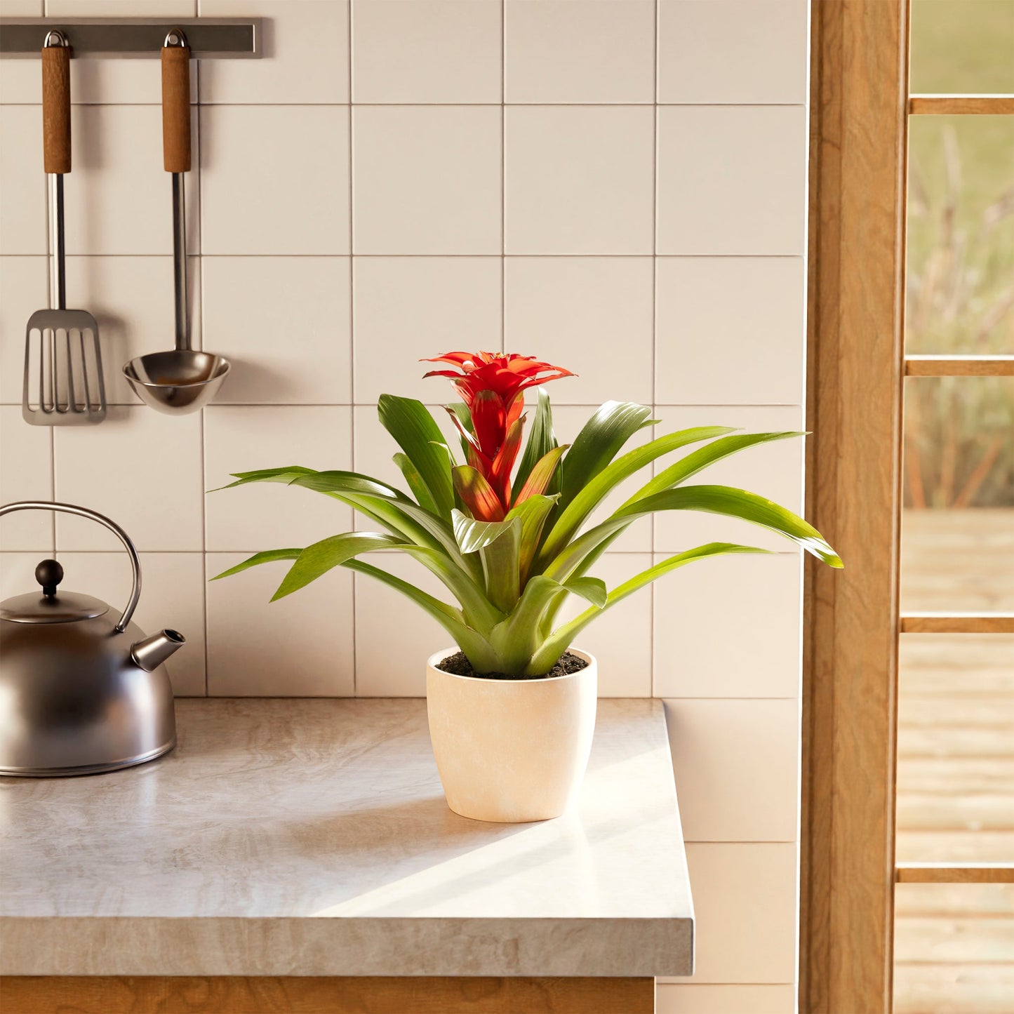 Lively Root - Bromeliad Guzmania