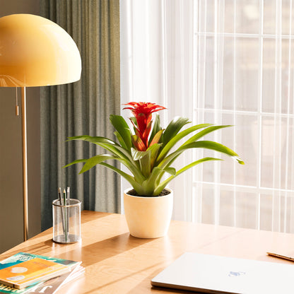 Lively Root - Bromeliad Guzmania