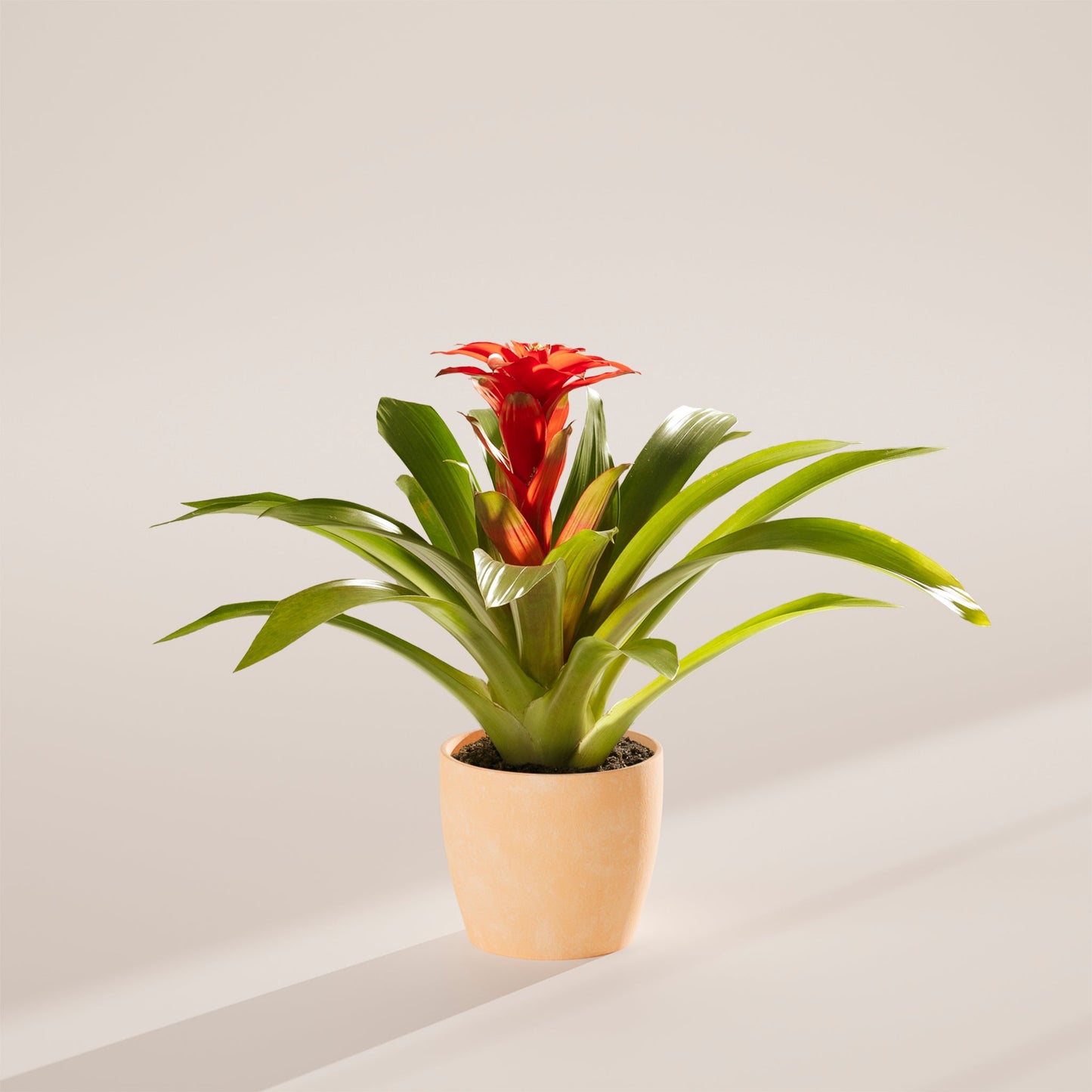 Lively Root - Bromeliad Guzmania