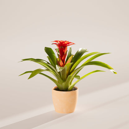Lively Root - Bromeliad Guzmania