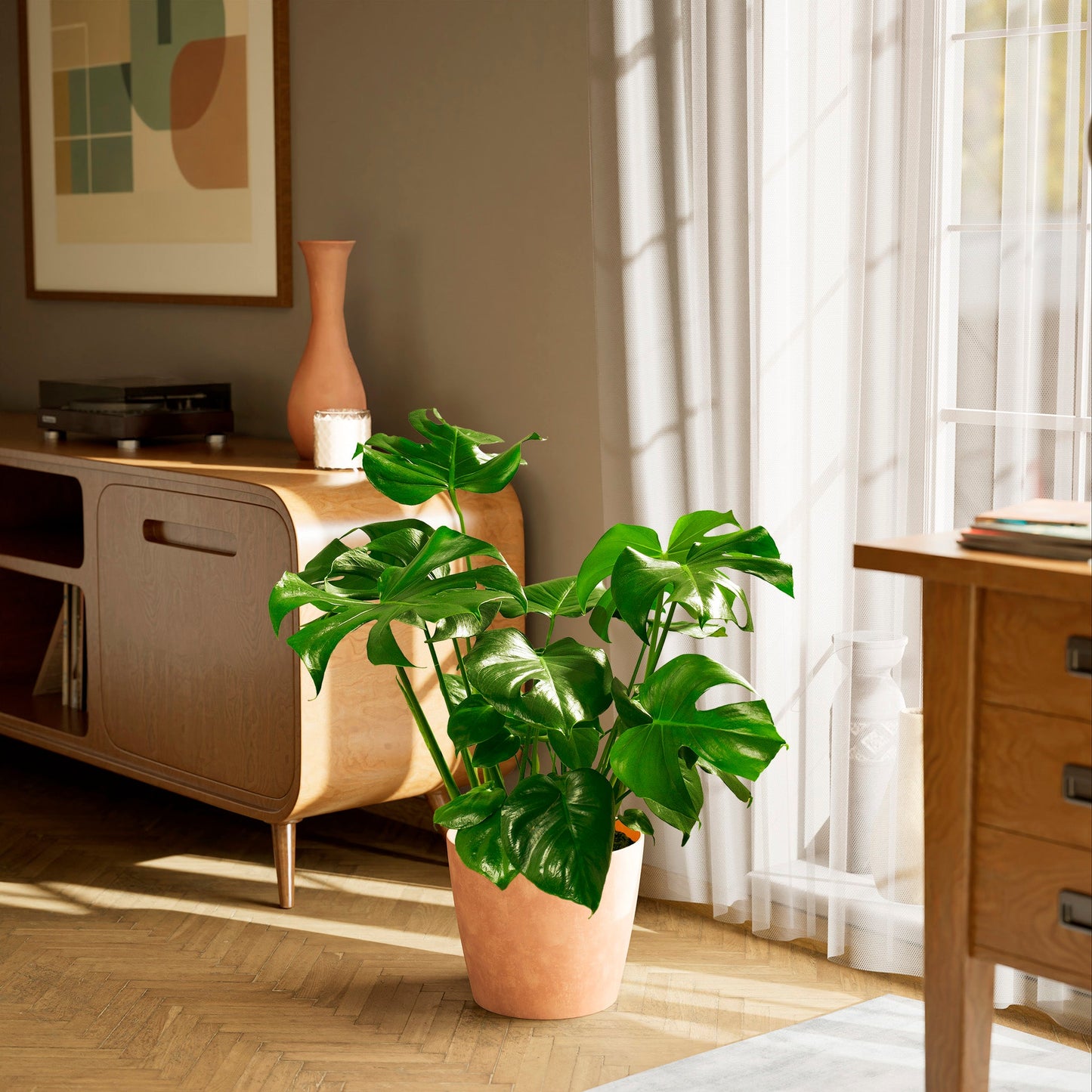 Lively Root - Monstera Deliciosa (Split Leaf Philodendron)