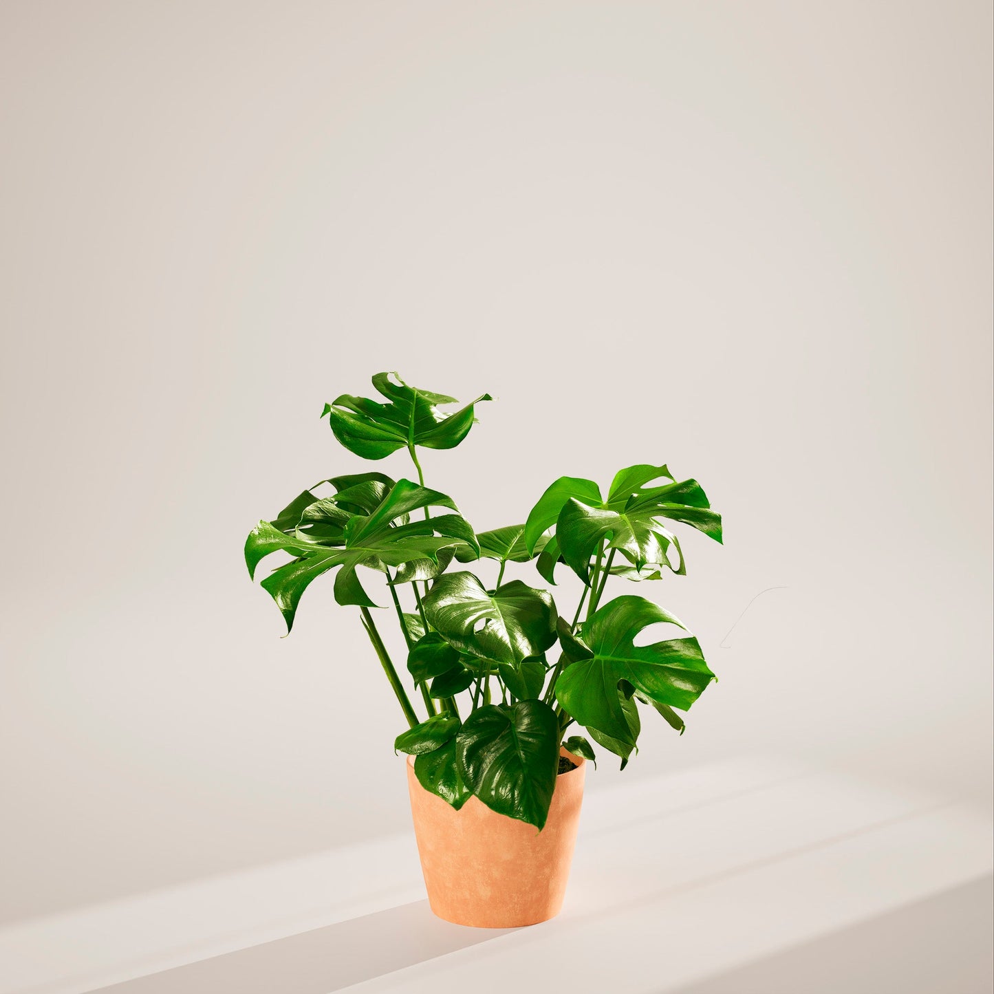 Lively Root - Monstera Deliciosa (Split Leaf Philodendron)