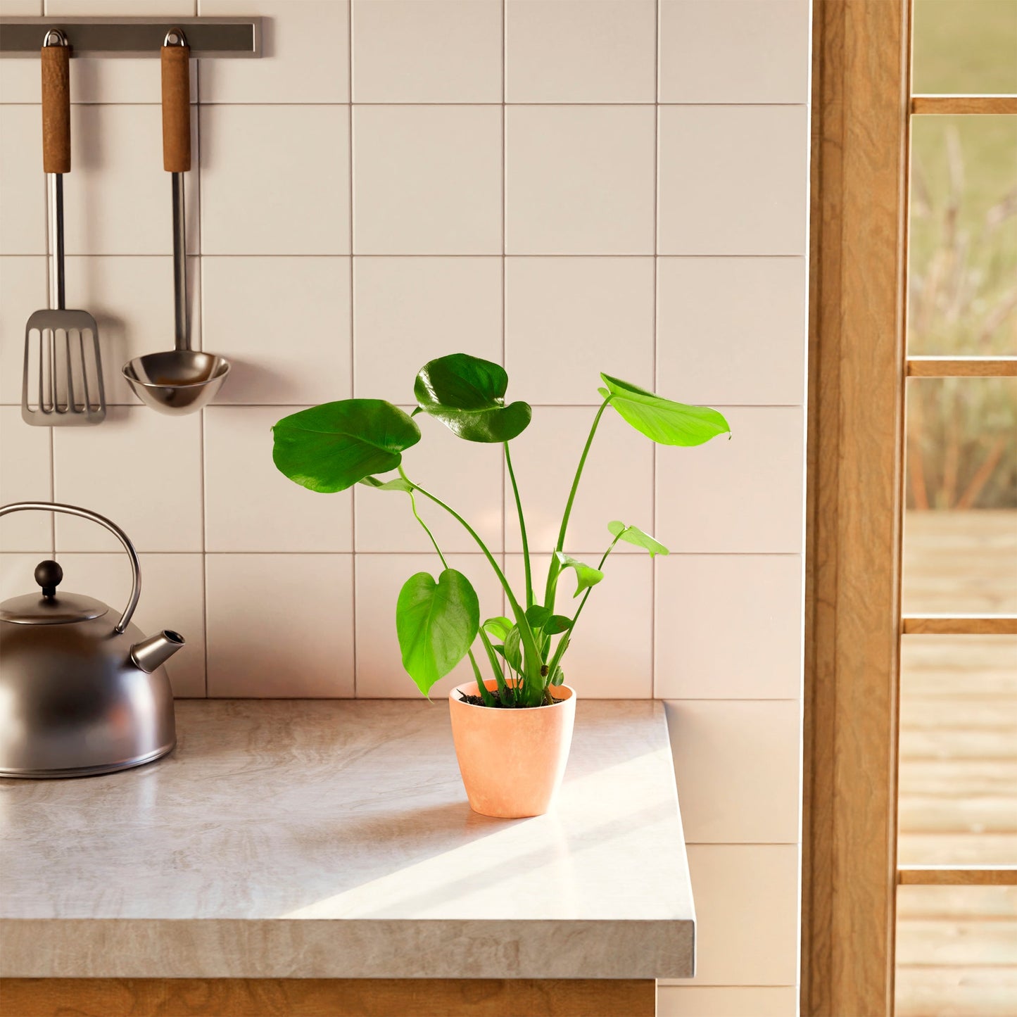 Lively Root - Monstera Deliciosa (Split Leaf Philodendron)