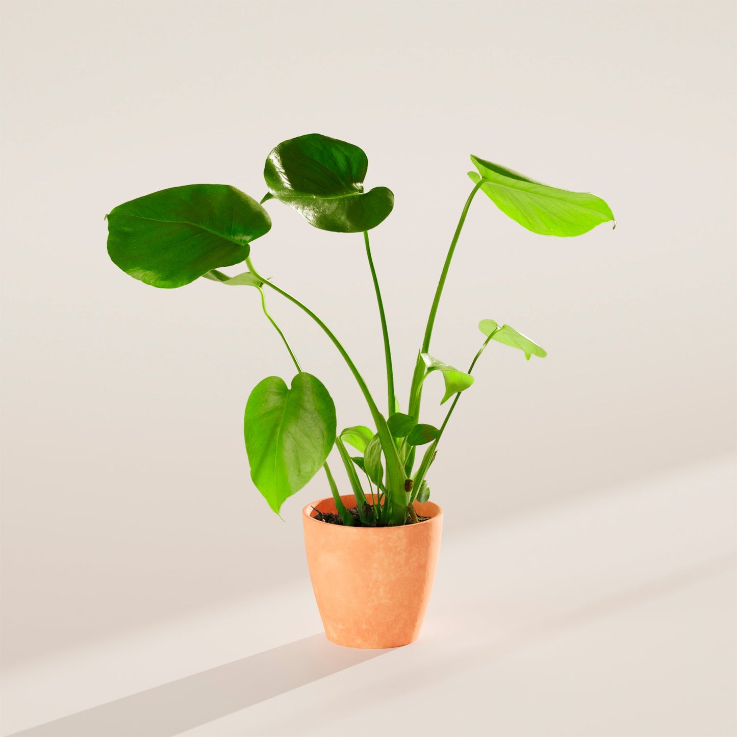 Lively Root - Monstera Deliciosa (Split Leaf Philodendron)