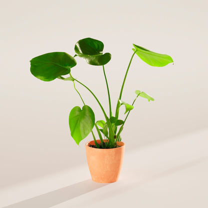 Lively Root - Monstera Deliciosa (Split Leaf Philodendron)