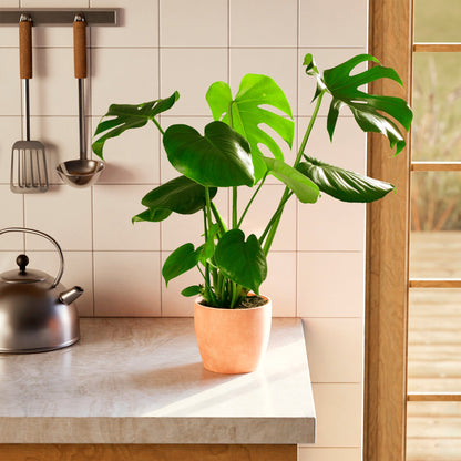 Lively Root - Monstera Deliciosa (Split Leaf Philodendron)