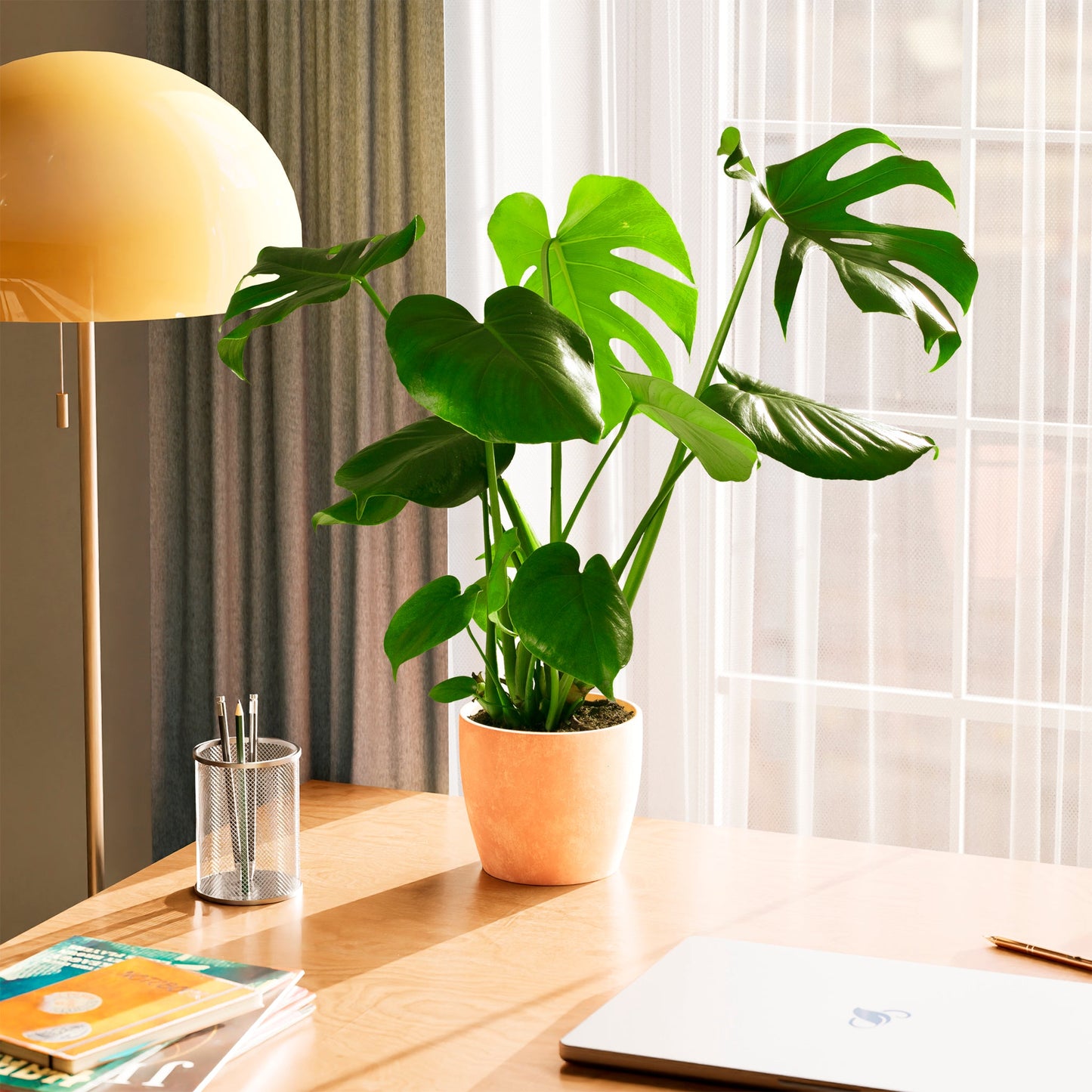 Lively Root - Monstera Deliciosa (Split Leaf Philodendron)
