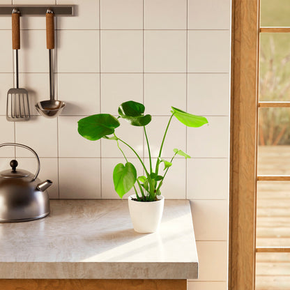 Lively Root - Monstera Deliciosa (Split Leaf Philodendron)
