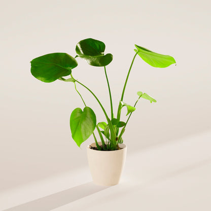 Lively Root - Monstera Deliciosa (Split Leaf Philodendron)