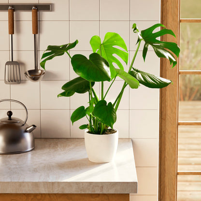 Lively Root - Monstera Deliciosa (Split Leaf Philodendron)