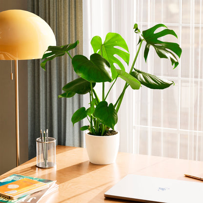 Lively Root - Monstera Deliciosa (Split Leaf Philodendron)