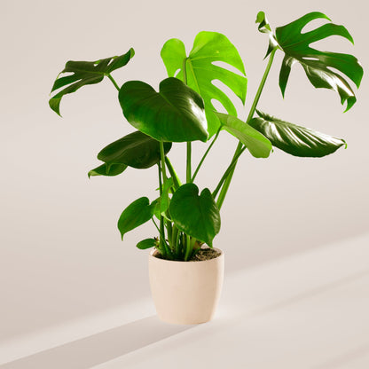 Lively Root - Monstera Deliciosa (Split Leaf Philodendron)