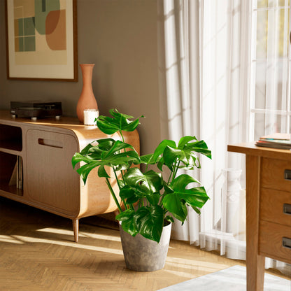 Lively Root - Monstera Deliciosa (Split Leaf Philodendron)