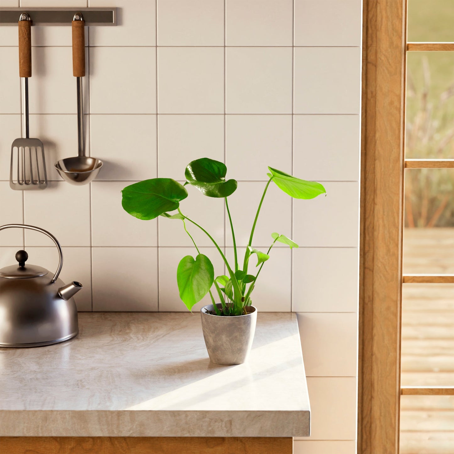 Lively Root - Monstera Deliciosa (Split Leaf Philodendron)