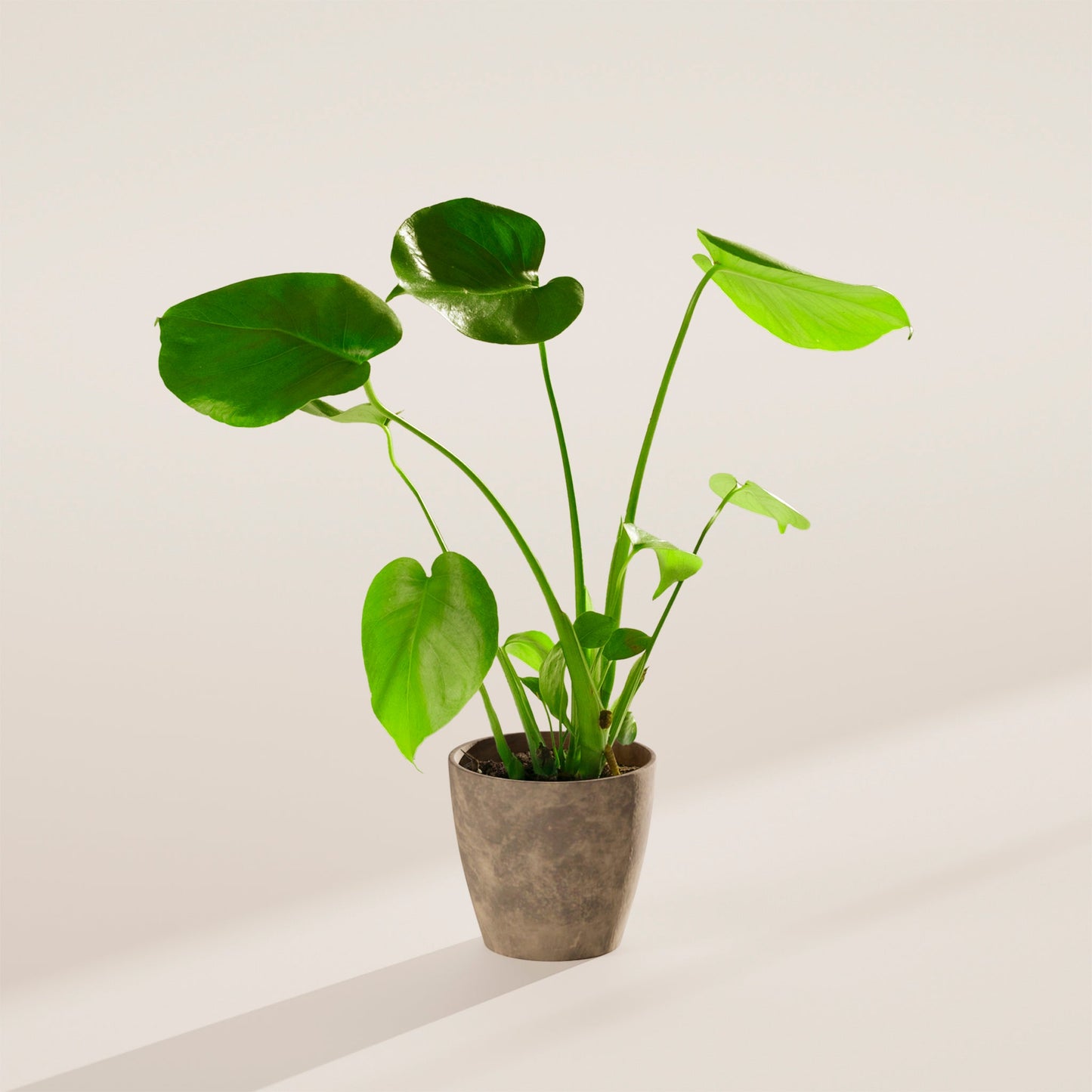 Lively Root - Monstera Deliciosa (Split Leaf Philodendron)