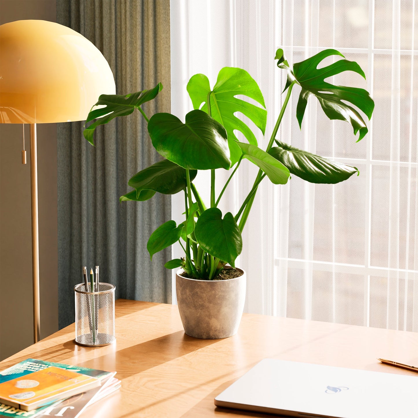 Lively Root - Monstera Deliciosa (Split Leaf Philodendron)