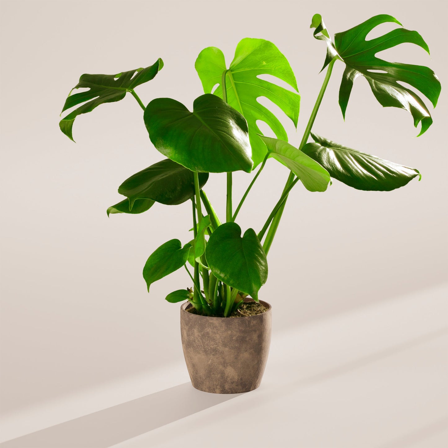 Lively Root - Monstera Deliciosa (Split Leaf Philodendron)