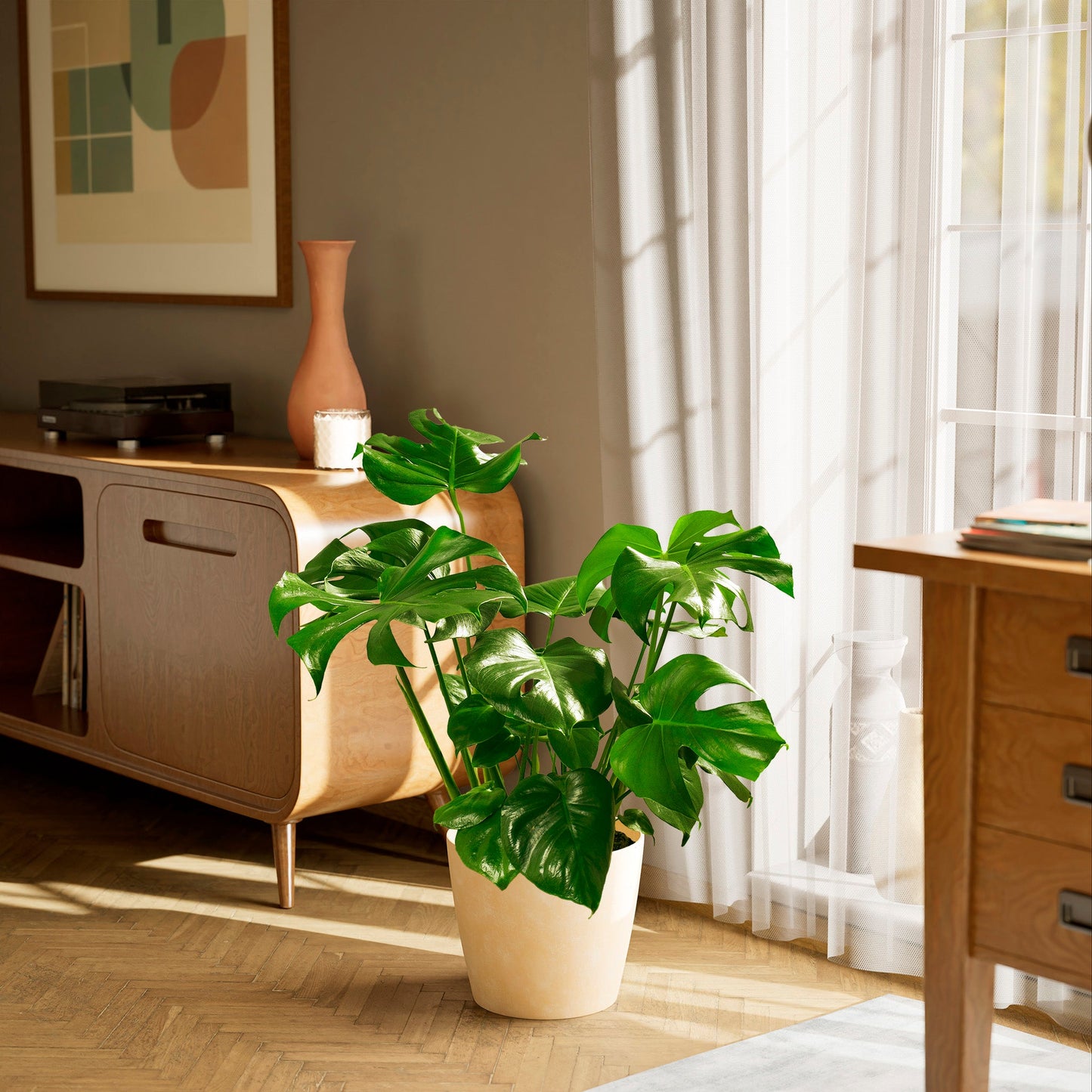 Lively Root - Monstera Deliciosa (Split Leaf Philodendron)