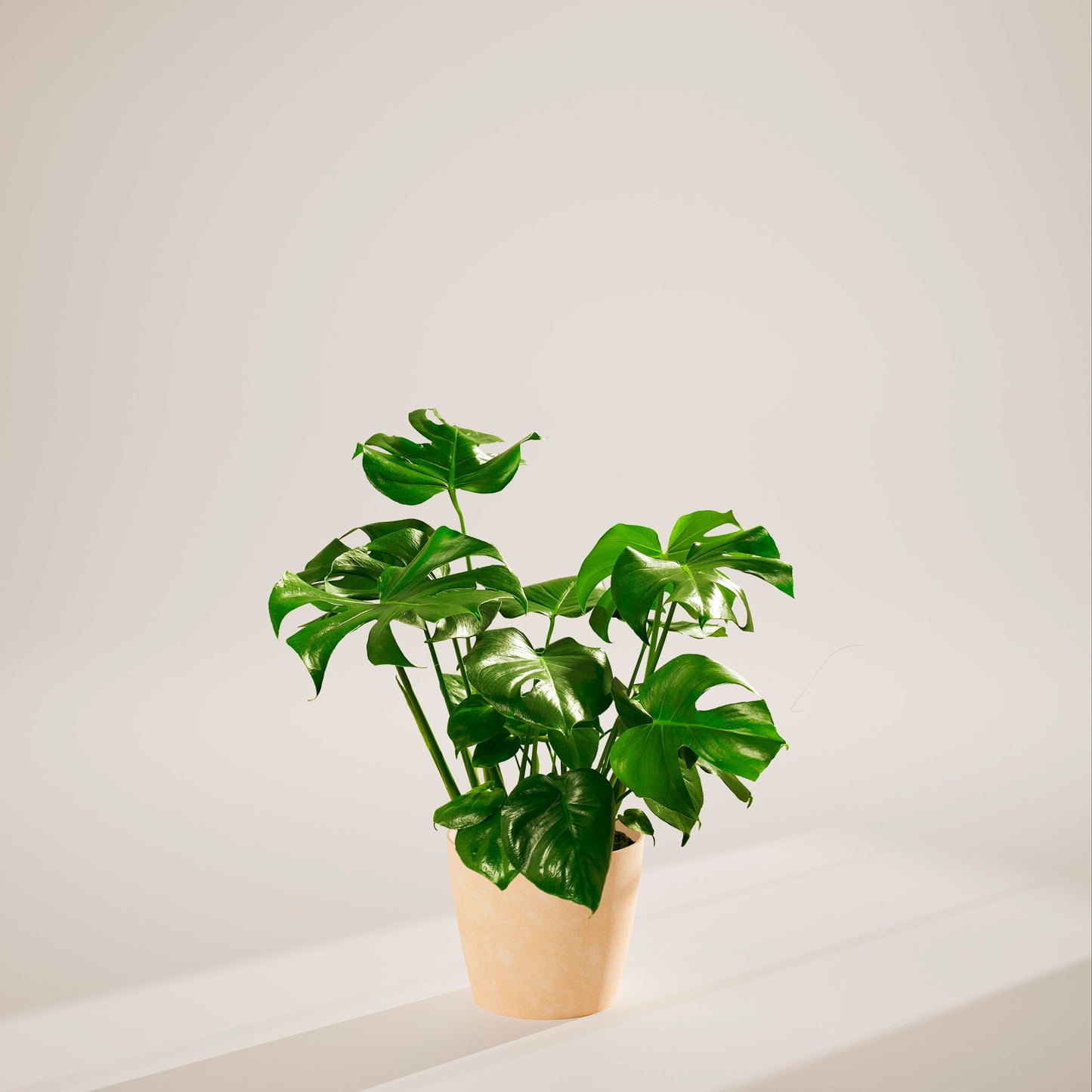 Lively Root - Monstera Deliciosa (Split Leaf Philodendron)