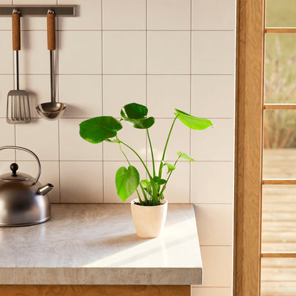 Lively Root - Monstera Deliciosa (Split Leaf Philodendron)
