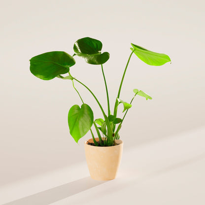 Lively Root - Monstera Deliciosa (Split Leaf Philodendron)