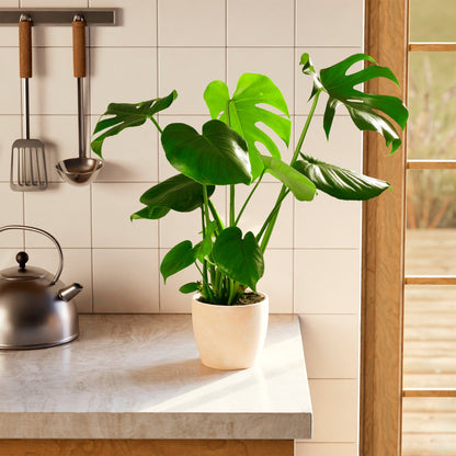 Lively Root - Monstera Deliciosa (Split Leaf Philodendron)