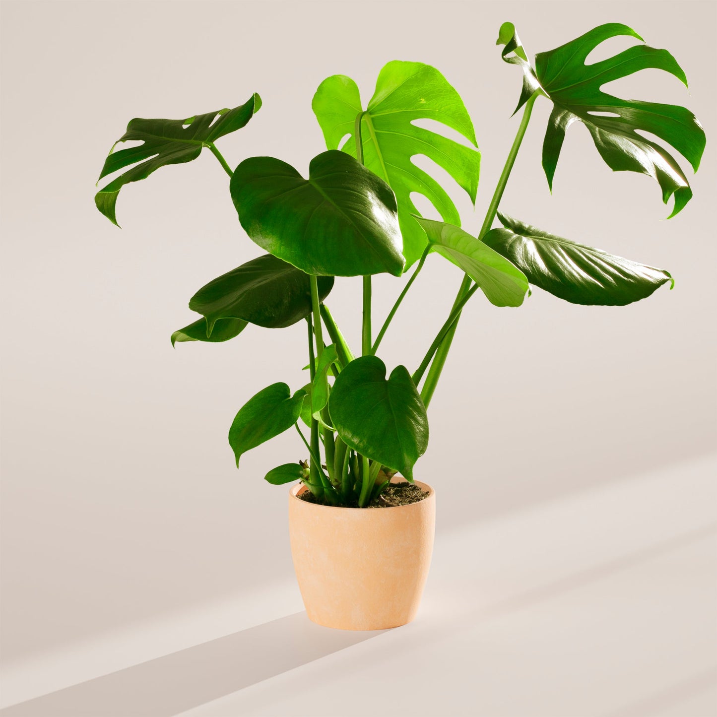 Lively Root - Monstera Deliciosa (Split Leaf Philodendron)