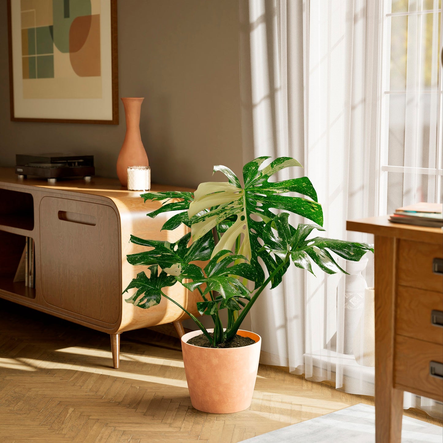 Lively Root - Monstera Thai Constellation