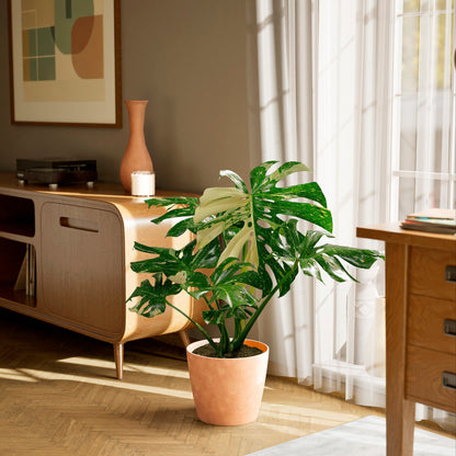 Lively Root - Monstera Thai Constellation
