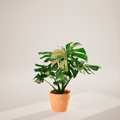 Lively Root - Monstera Thai Constellation