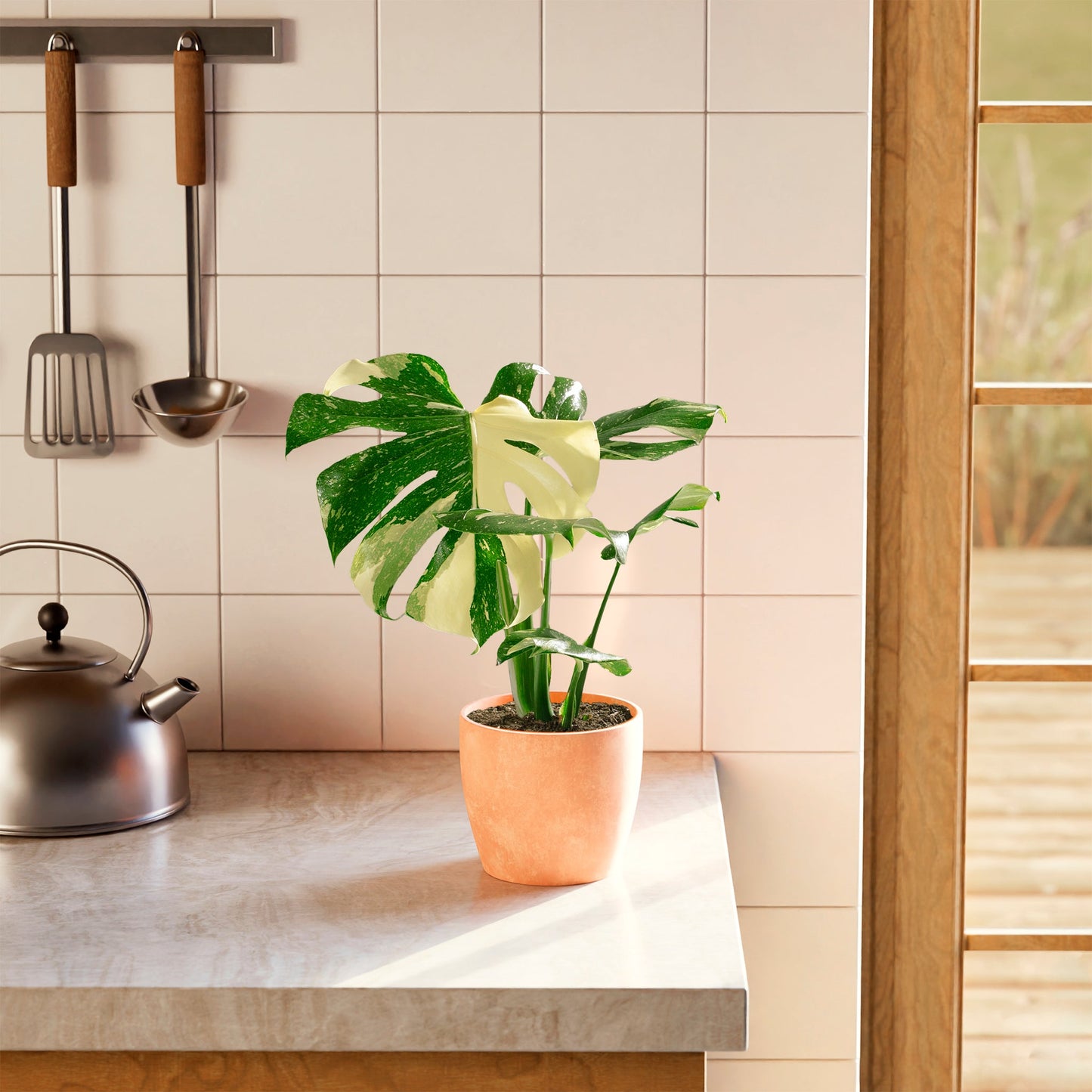 Lively Root - Monstera Thai Constellation