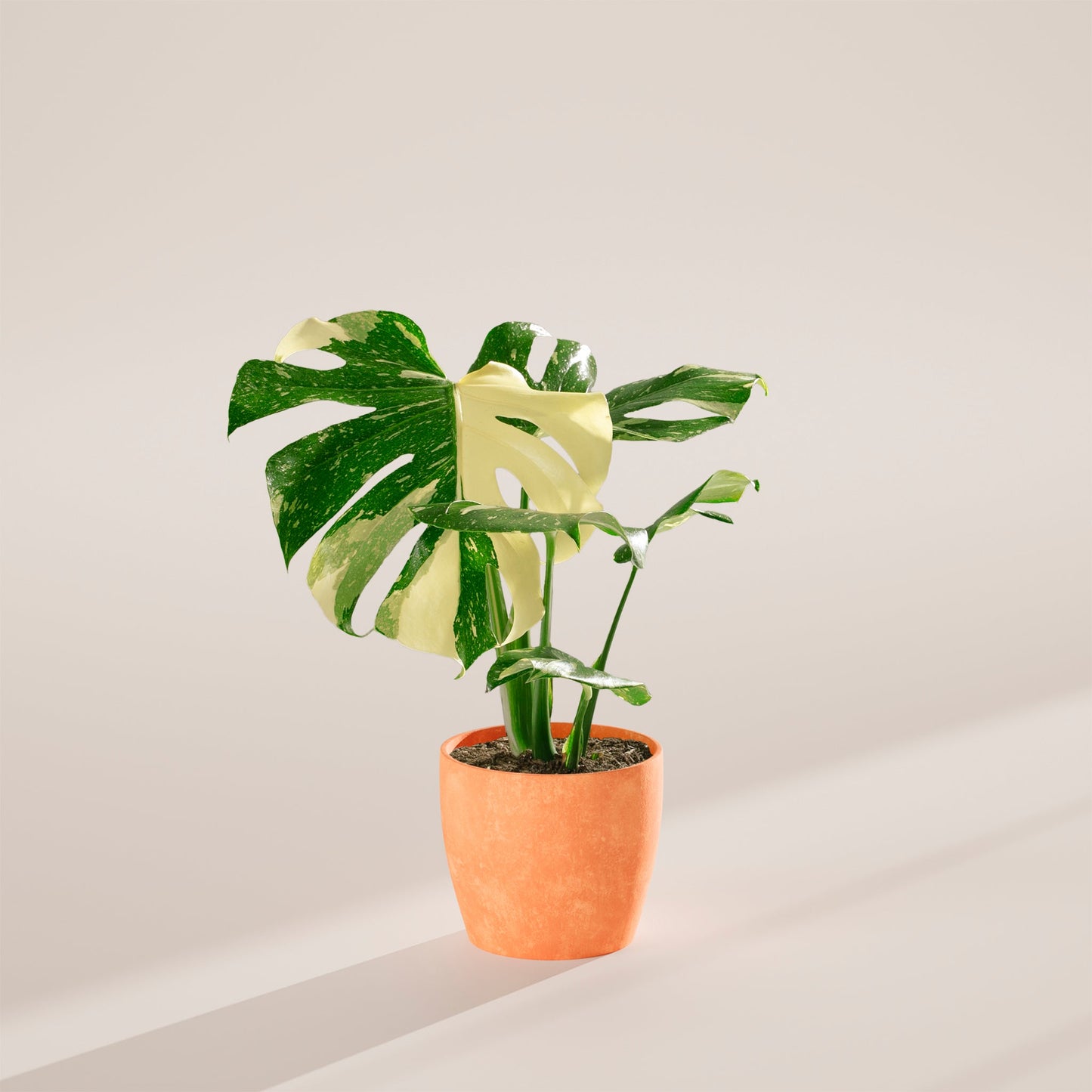 Lively Root - Monstera Thai Constellation