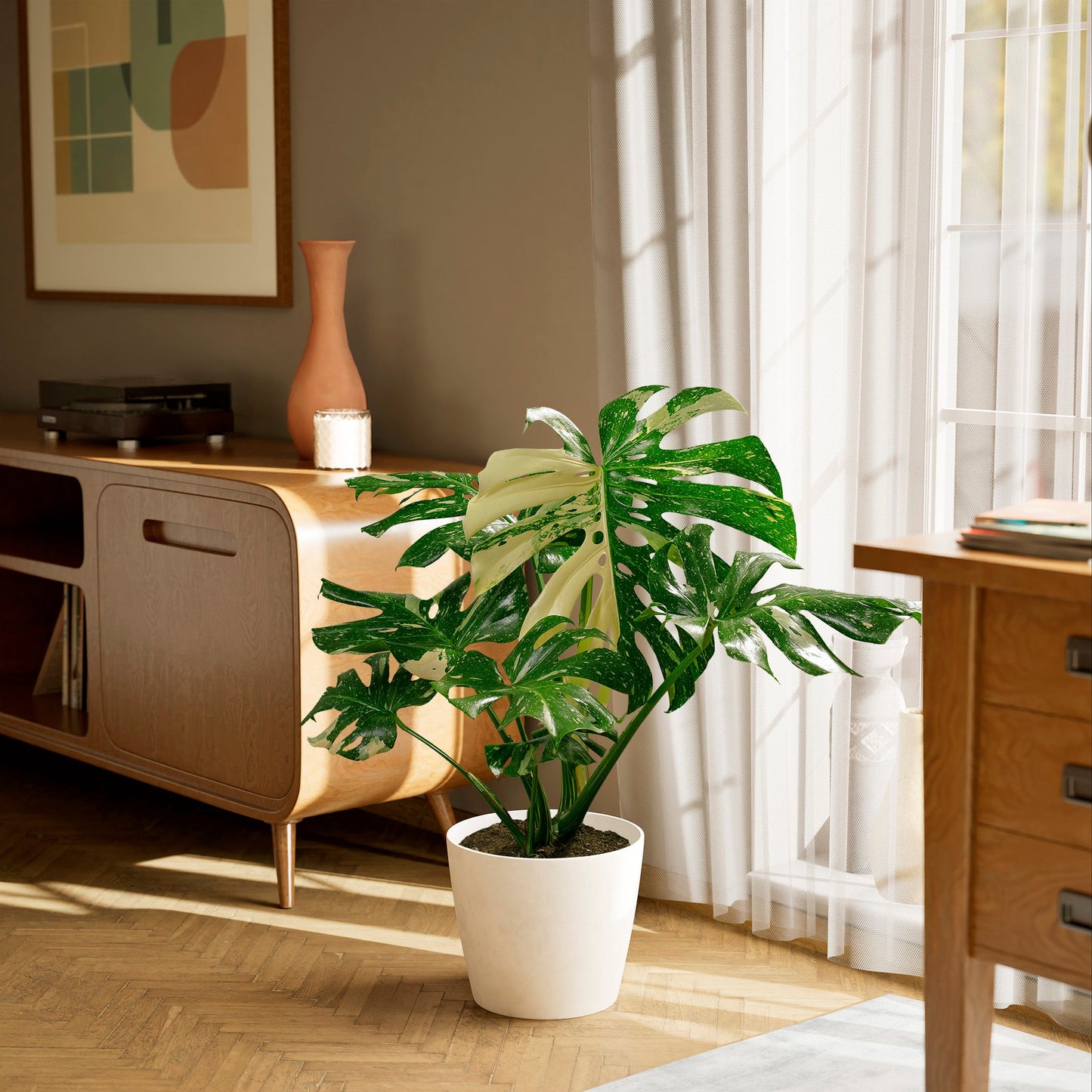 Lively Root - Monstera Thai Constellation