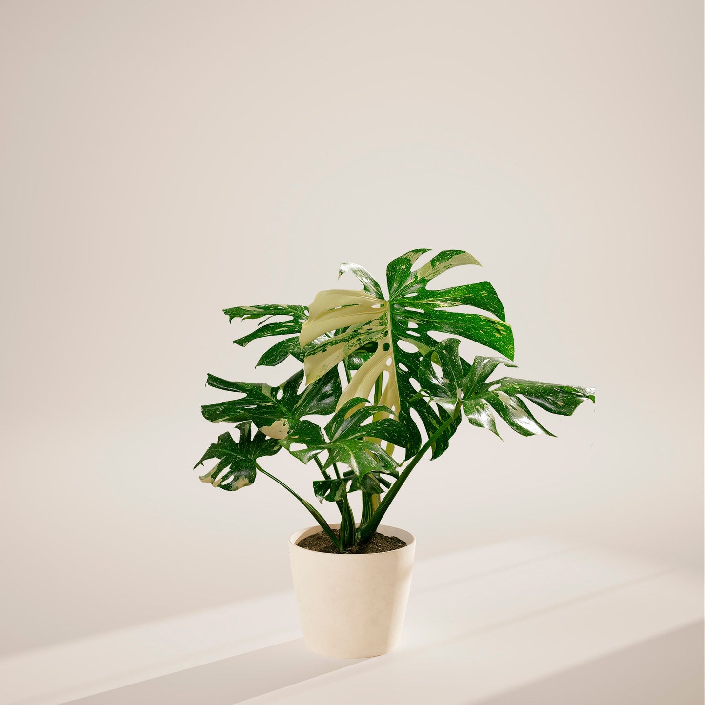 Lively Root - Monstera Thai Constellation