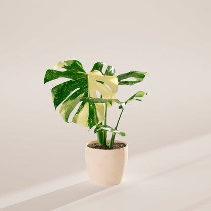 Lively Root - Monstera Thai Constellation