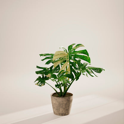 Lively Root - Monstera Thai Constellation