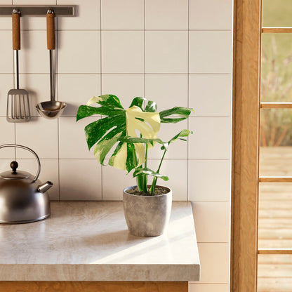 Lively Root - Monstera Thai Constellation