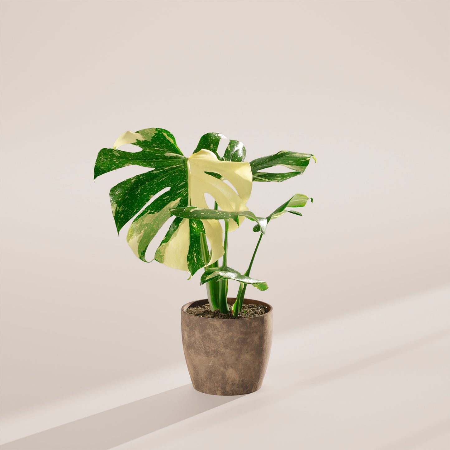 Lively Root - Monstera Thai Constellation